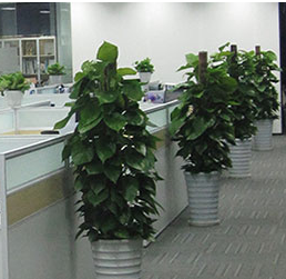 黑龙江办公室绿植租赁，你需要考虑哪些方面