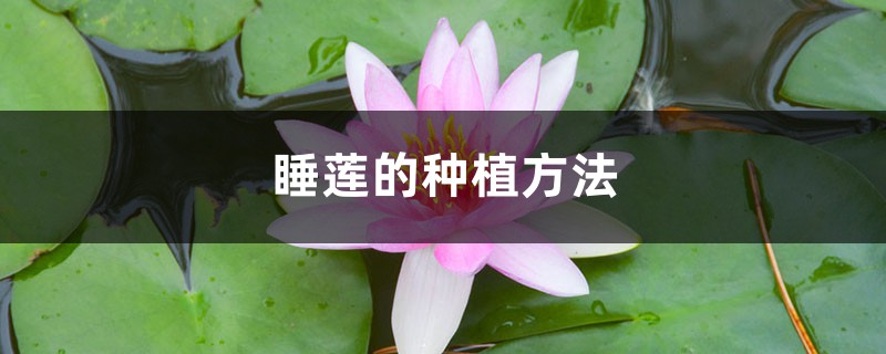 睡莲如何养植 （睡莲的种植方法）