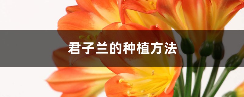 君子兰的种植方法 （君子兰养植技巧）